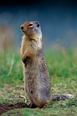 ground hog